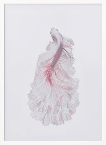 Pink Betta Elegance | Poster - White Frame Interior