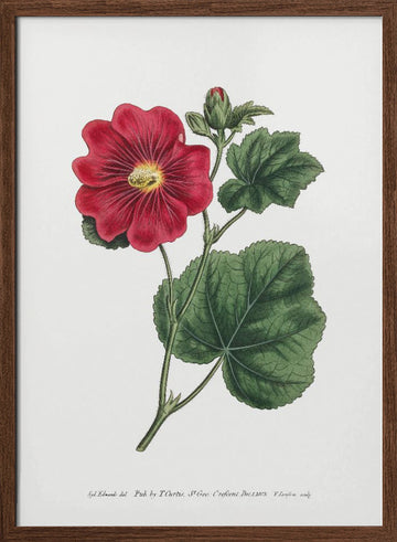 Alcea Rosea 1815   Flower Garden Displayed By Francis Sansom | Poster - Walnut Frame Interior