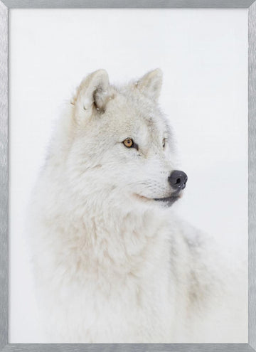 Majestic Arctic Wolf | Poster - Silver Frame Interior