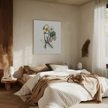 Coltsfoot (tussilago Farfara)  Medical Botany | Canvas - Room Interior 2