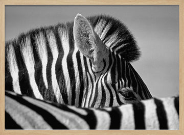 Elegant Zebra Profile | Poster - Wood Frame Interior