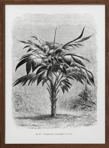 Vintage Palm Tree Drawing Viii | Poster - Walnut Frame Interior