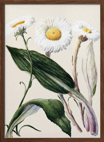 New Zealand Mountain Daisies Drawn By Sarah Featon (1848–1927 | Poster - Walnut Frame Interior
