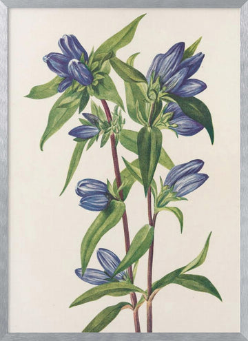 Bottle Gentian From North American Wildflowers (1925) By Mary Vaux Walcott | Poster - Silver Frame Interior