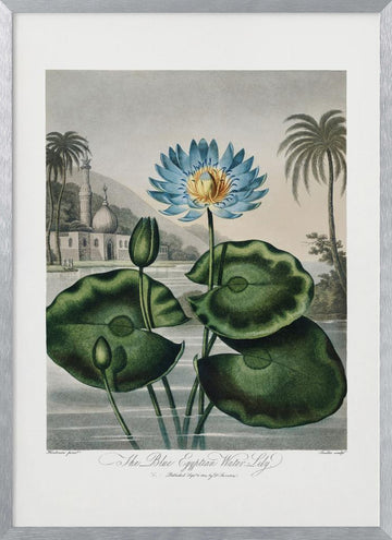 The Blue Egyptian Water-Lily from The Temple of Flora (1807) | Poster - Silver Frame Interior