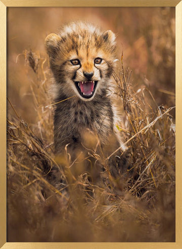 Fierce Cheetah Cub | Poster - Gold Frame Interior