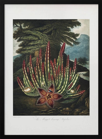 The Maggot–Bearing Stapelia from The Temple of Flora (1807) | Poster - Black Metal Frame Interior