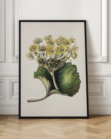 Korikor Drawn By Sarah Featon (1848–1927 | Poster - Room Interior 1