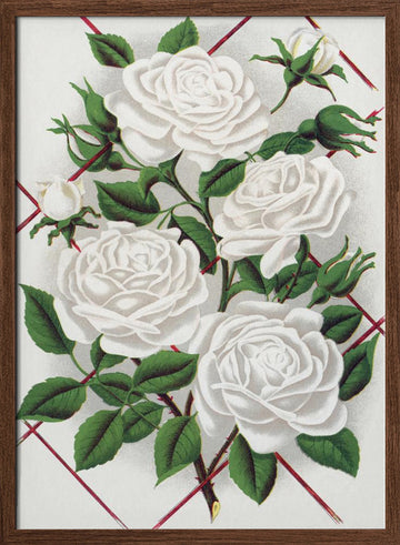 White Rose, Baltimore Belle Lithograph | Poster - Walnut Frame Interior