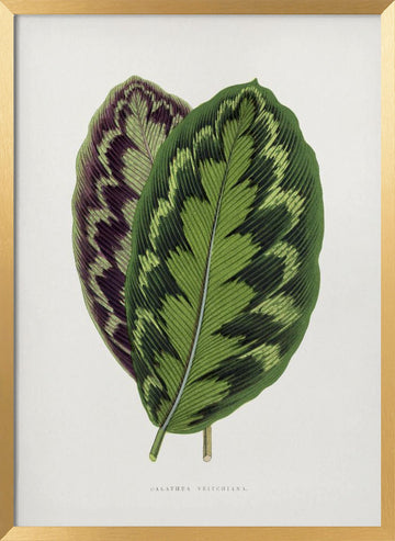 Calathea Veitchiana Leaf Illustration | Poster - Gold Frame Interior