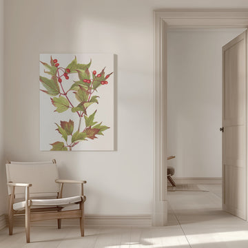 Guelder Rose From North American Wildflowers (1925) By Mary Vaux Walcott. | Canvas - Room Interior 1