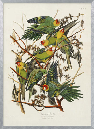 Carolina Parrot From Birds of America (1827) | Poster - Silver Frame Interior
