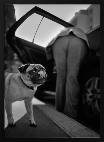Pug's Funny Moment | Poster - Black Metal Frame Interior