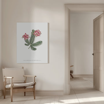 Erica Glauca   Flower Garden Displayed By Francis Sansom | Canvas - Room Interior 1