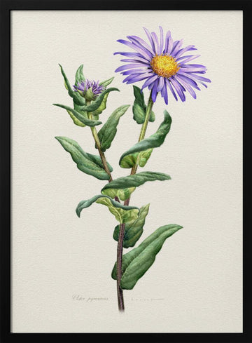 Purple Aster Botanical Study | Poster - Black Metal Frame Interior