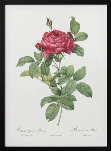 Rosa Gallica Pontiana, Les Roses (1817–1824) | Poster - Black Metal Frame Interior