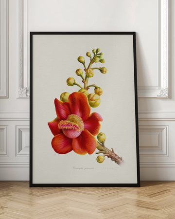 Vibrant Cannonball Flower | Poster - Room Interior 1