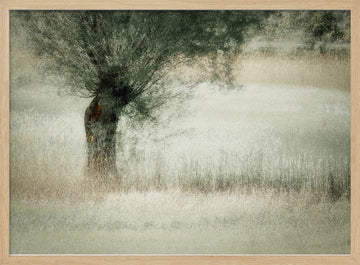 Willow | Poster - Wood Frame Interior