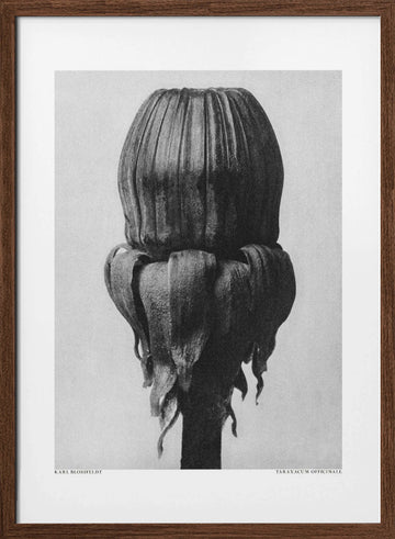 Taraxacum Officinale | Poster - Walnut Frame Interior