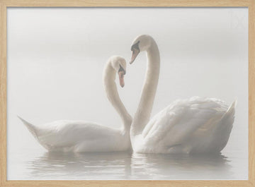 Swans In Love | Poster - Wood Frame Interior