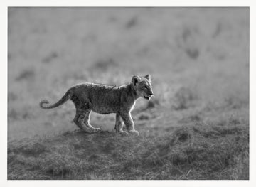 Baby Lion Cub Stroll | Poster - White Frame Interior