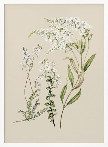Veronica Drawn By Sarah Featon (1848–1927) | Poster - White Frame Interior