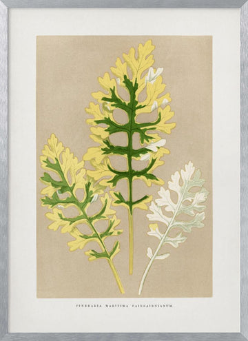 Cineraria Maritima Fairbairnianum Leaf Illustration | Poster - Silver Frame Interior