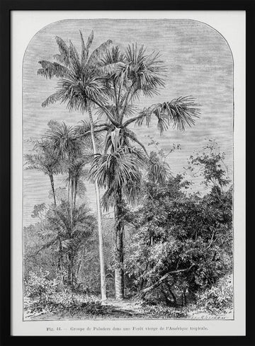 Vintage Palm Tree Drawing Iv | Poster - Black Metal Frame Interior