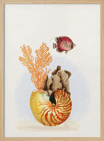 Nautilus Reef Life | Poster - Wood Frame Interior
