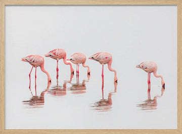 Wading Pink Flamingos | Poster - Wood Frame Interior