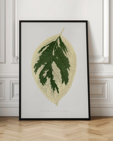 Hydrangea Japonica Variegata Leaf Illustration | Poster - Room Interior 1