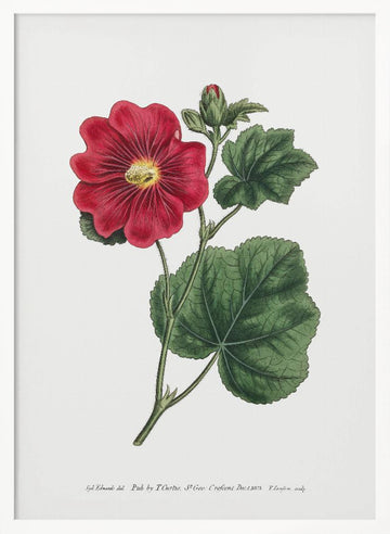 Alcea Rosea 1815   Flower Garden Displayed By Francis Sansom | Poster - White Frame Interior