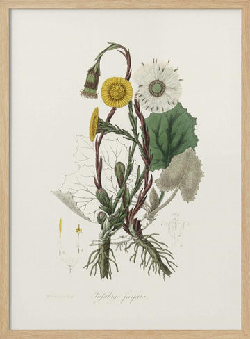 Coltsfoot (tussilago Farfara)  Medical Botany | Poster - Wood Frame Interior