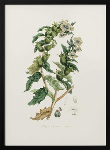 Henbane (hyoscyamus Niger) Medical Botany | Poster - Black Metal Frame Interior