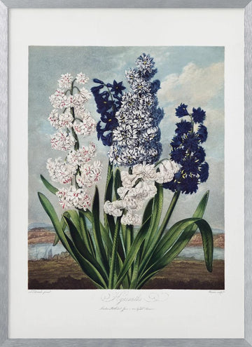 Hyacinths from The Temple of Flora (1807) | Poster - Silver Frame Interior