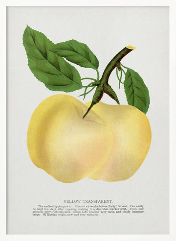 Yellow Transparent Apple Lithograph | Poster - White Frame Interior