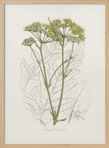 Opobalsam (pastinaca Opopanax)  Medical Botany | Poster - Wood Frame Interior
