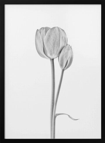 Elegant Tulip Pair | Poster - Black Metal Frame Interior