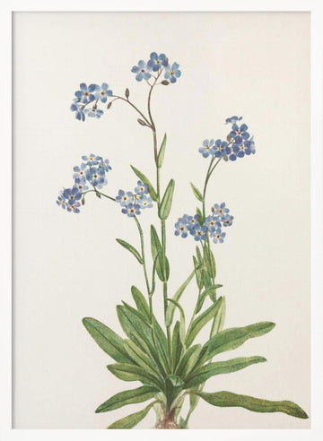 Alpine Forget Me Not From North American Wildflowers (1925) By Mary Vaux Walcott | Poster - White Frame Interior