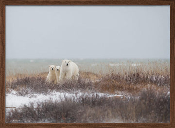 Polar Bear Family Winter | Poster - Walnut Frame Interior