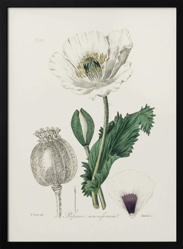 Opium Poppy (papaver Somniferum) Medical Botany | Poster - Black Metal Frame Interior