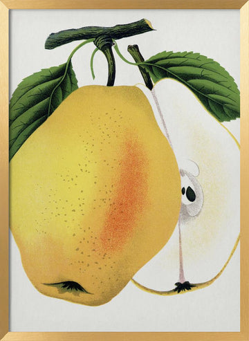 Kiefer's Hybrid Pear Lithograph | Poster - Gold Frame Interior