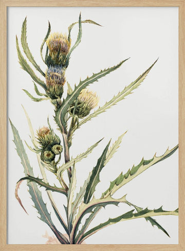 White Thistle | Poster - Wood Frame Interior
