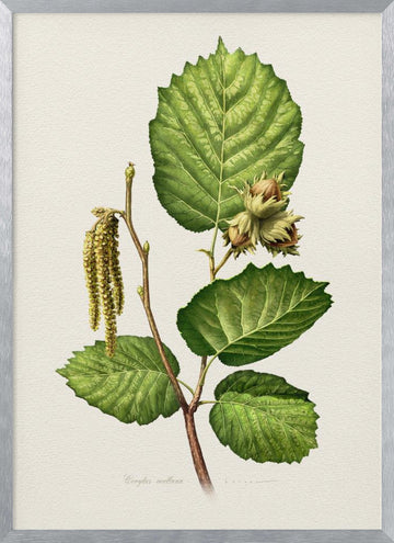 Hazelnut Branch Botanical | Poster - Silver Frame Interior