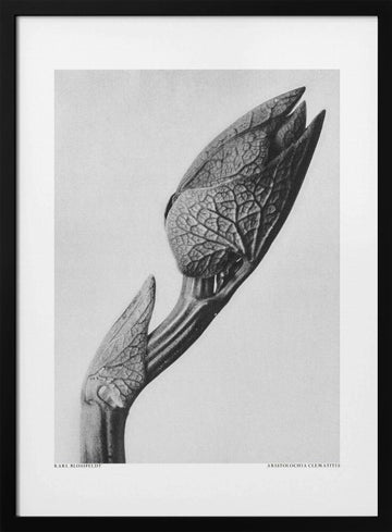 Aristolochia clematitis | Poster - Black Metal Frame Interior