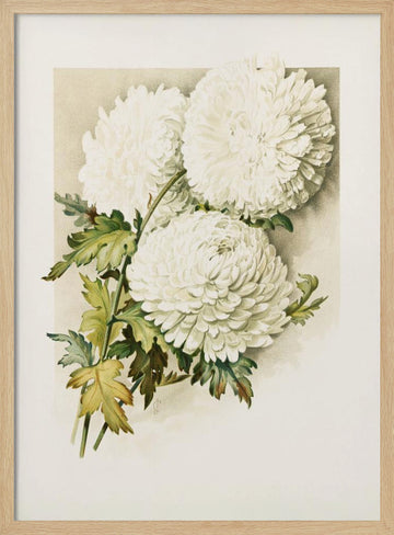 Chrysanthemums for Christmas Eve | Poster - Wood Frame Interior