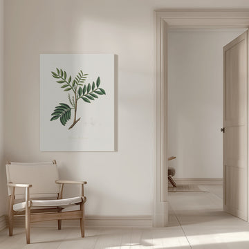 Lentisk (pistacia Lenitiscus) Medical Botany | Canvas - Room Interior 1