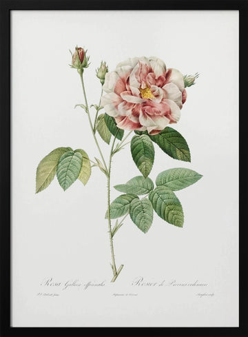 Rosa Gallica (1817–1824), Les Rose | Poster - Black Metal Frame Interior