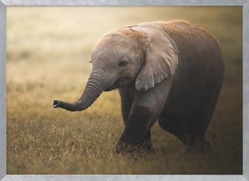 Walking Elephant Calf | Poster - Silver Frame Interior