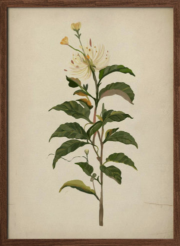 Elegant Botanical Bloom | Poster - Walnut Frame Interior